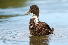Ente
