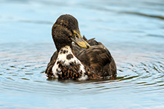 Ente