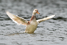 Ente