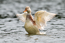Ente