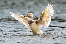 Ente