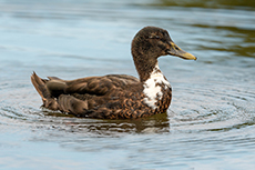 Ente