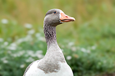 gans