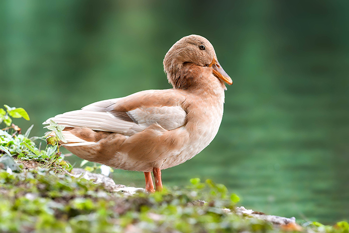 hybrid ente