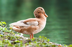 Ente