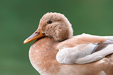 Ente