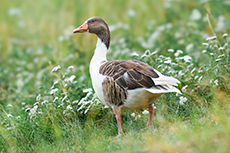 gans