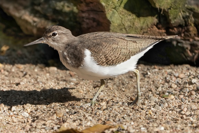 Vögel Holland