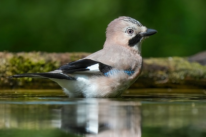 Vogelarten Holland Niederlande