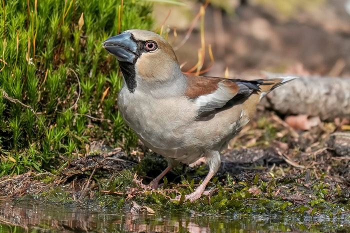 Vogelbeobachtung Holland
