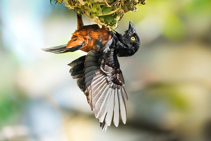 Vögel Afrika