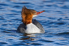 Gänsesäger