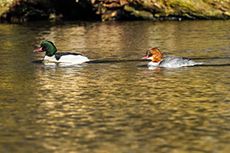 Gänsesäger