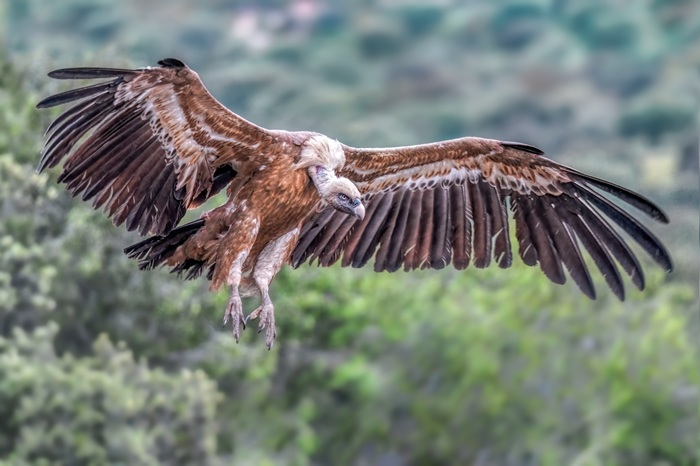 Fliegender Gänsegeier