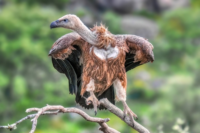 Gänsegeier
