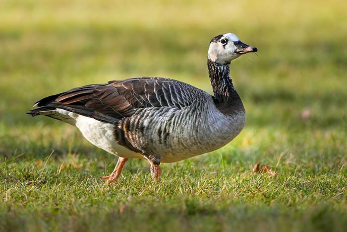 gaensehybrid