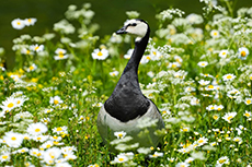 gans