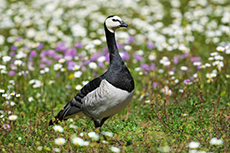gans