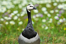 gans