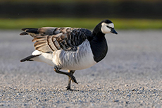 gans