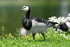 gans