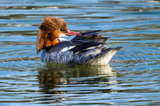 Gänsesäger