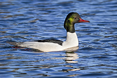 Gänsesäger