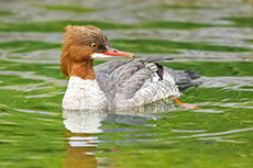 Gänsesäger