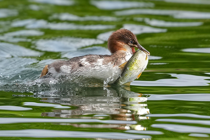 Gänsesäger Jungvogel mit Fisch