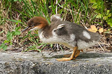 Gänsesäger