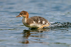 Gänsesäger
