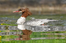 Gänsesäger