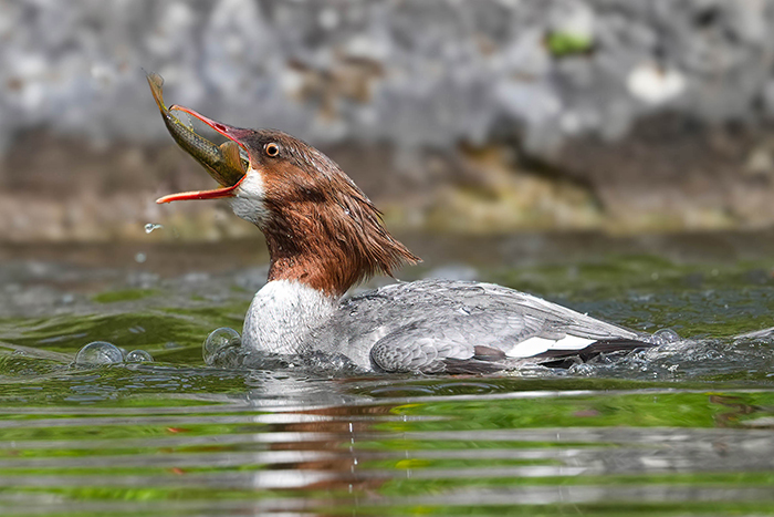 Gänsesäger Weibchen