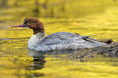 Gänsesäger