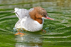 Gänsesäger