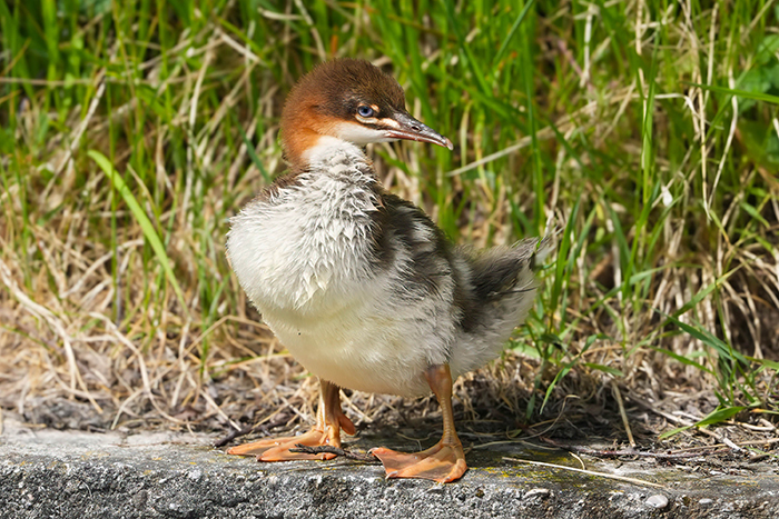Gänsesäger Junge