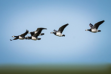 Vögel Gänse