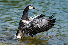 Weißwangengans