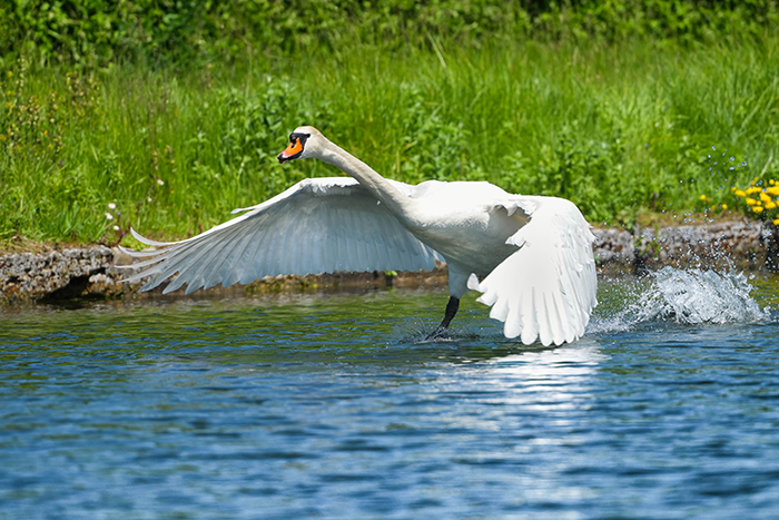 schwan