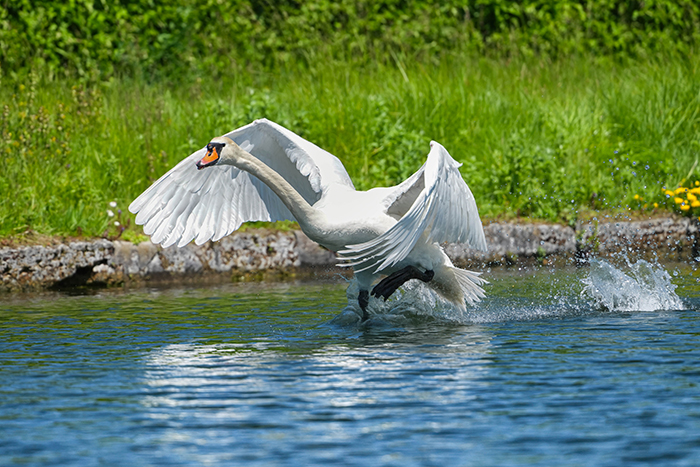 schwan