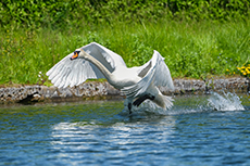 schwan