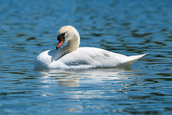 schwan