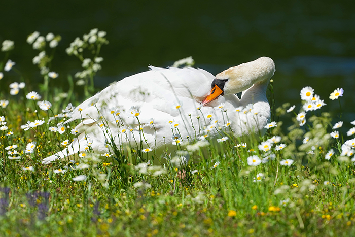 schwan