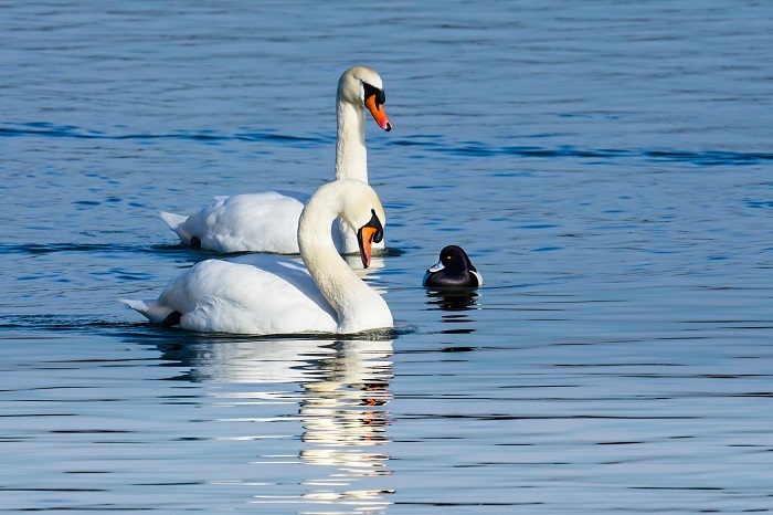 schwan