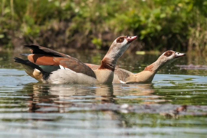 Nilgans