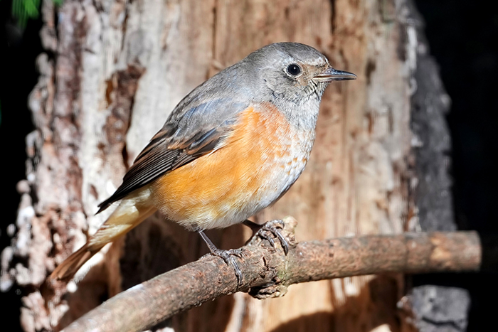 Gartenrotschwanz Jungvogel