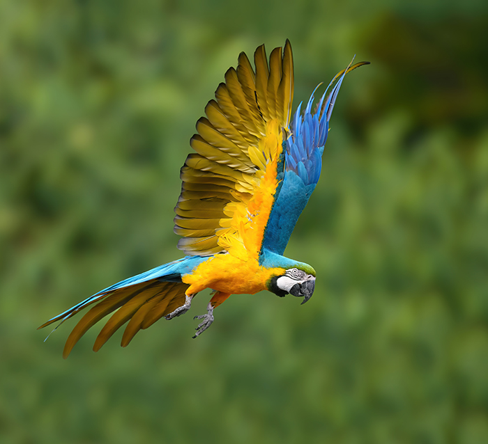 Gelbbrust Ara im Flug