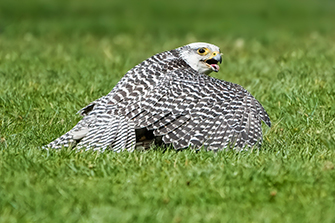 Gerfalke