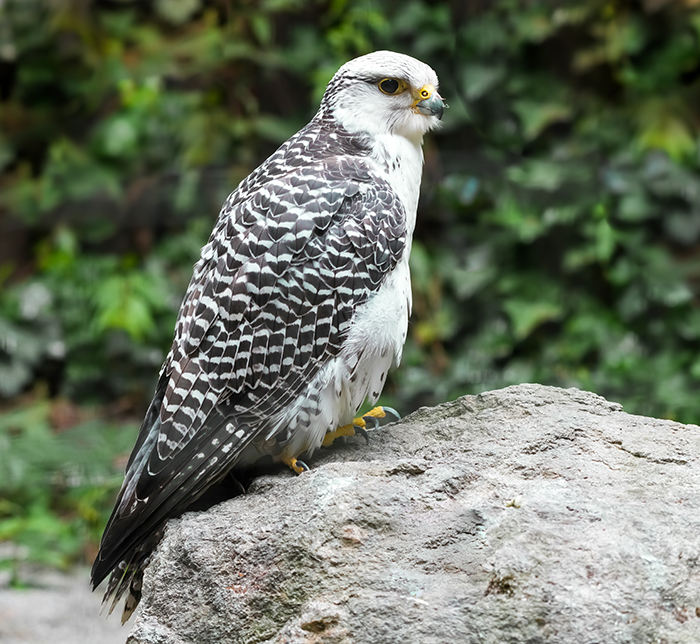 Weisser Falke