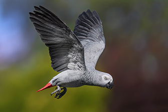 Graupapagei